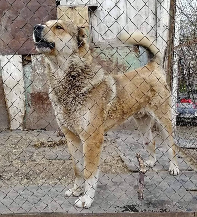 Армянский алабай Гампр
