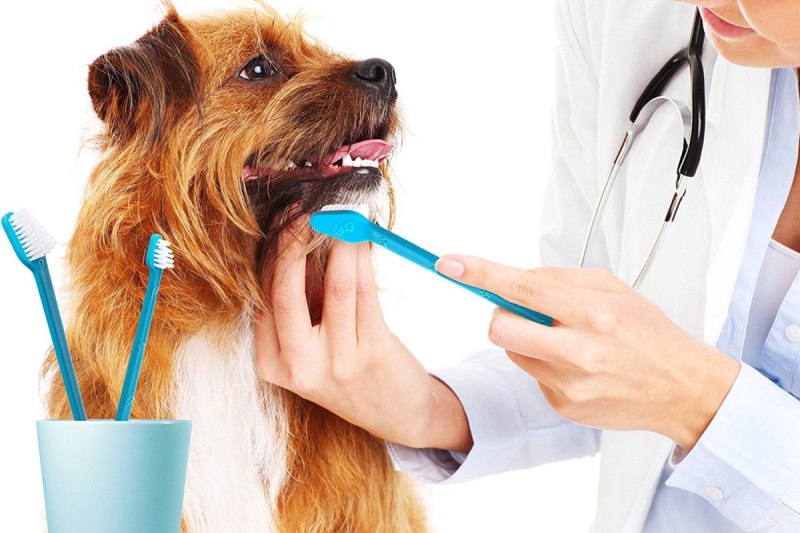 Tooth Decay in Dogs causes and treatments