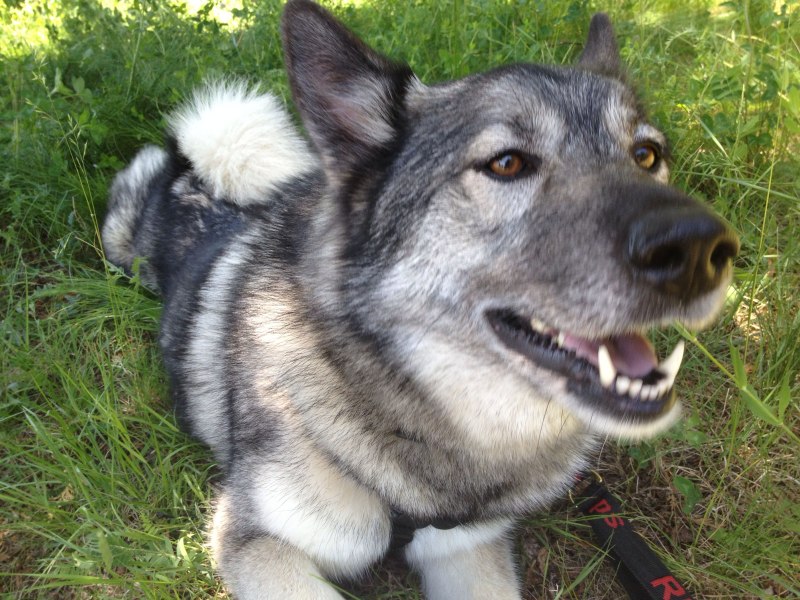 Norwegian Elkhound