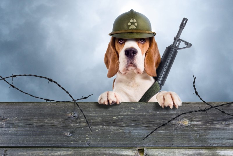 Собака в военной форме