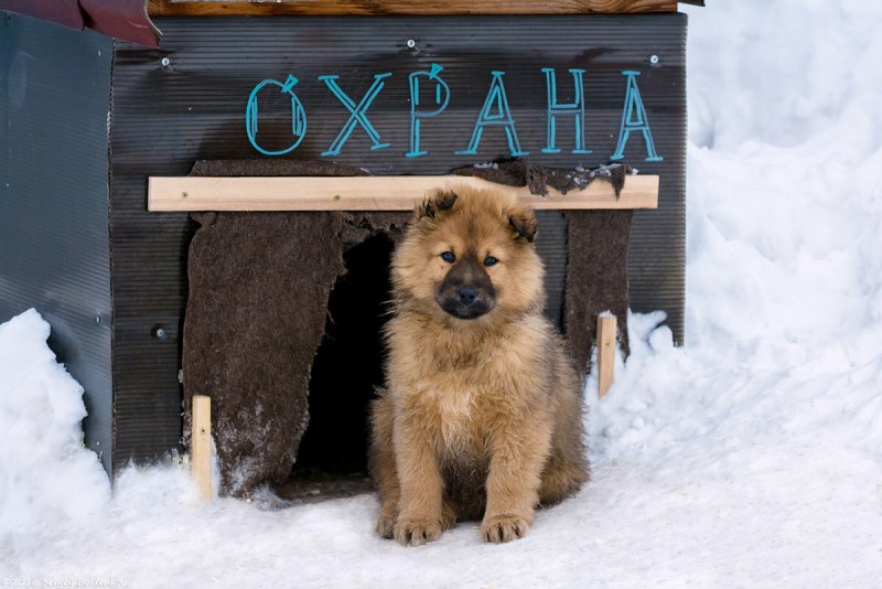 Собака сторожит дом