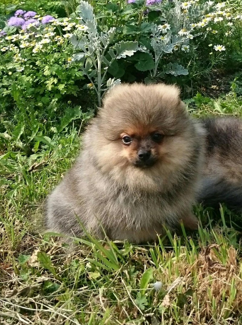 Шпиц терьер померанский