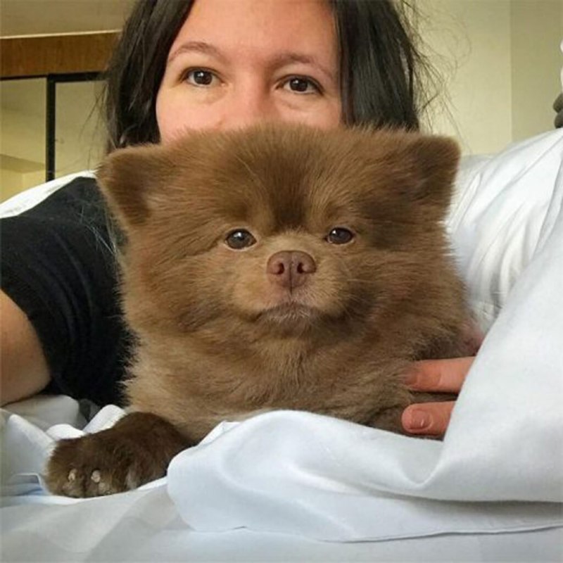 Померанский шпиц коричневый