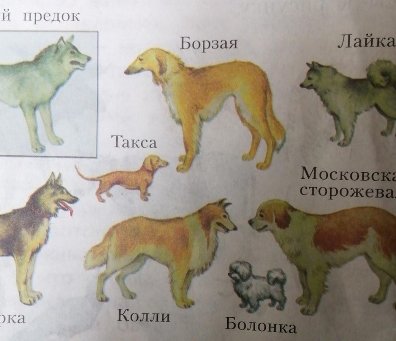 Прародитель собак