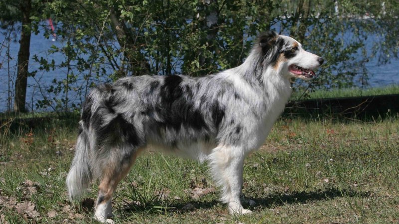 Австралийская пастушья колли