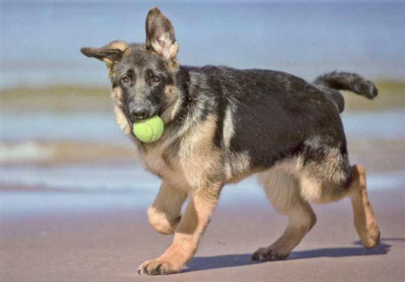 Польша Dog