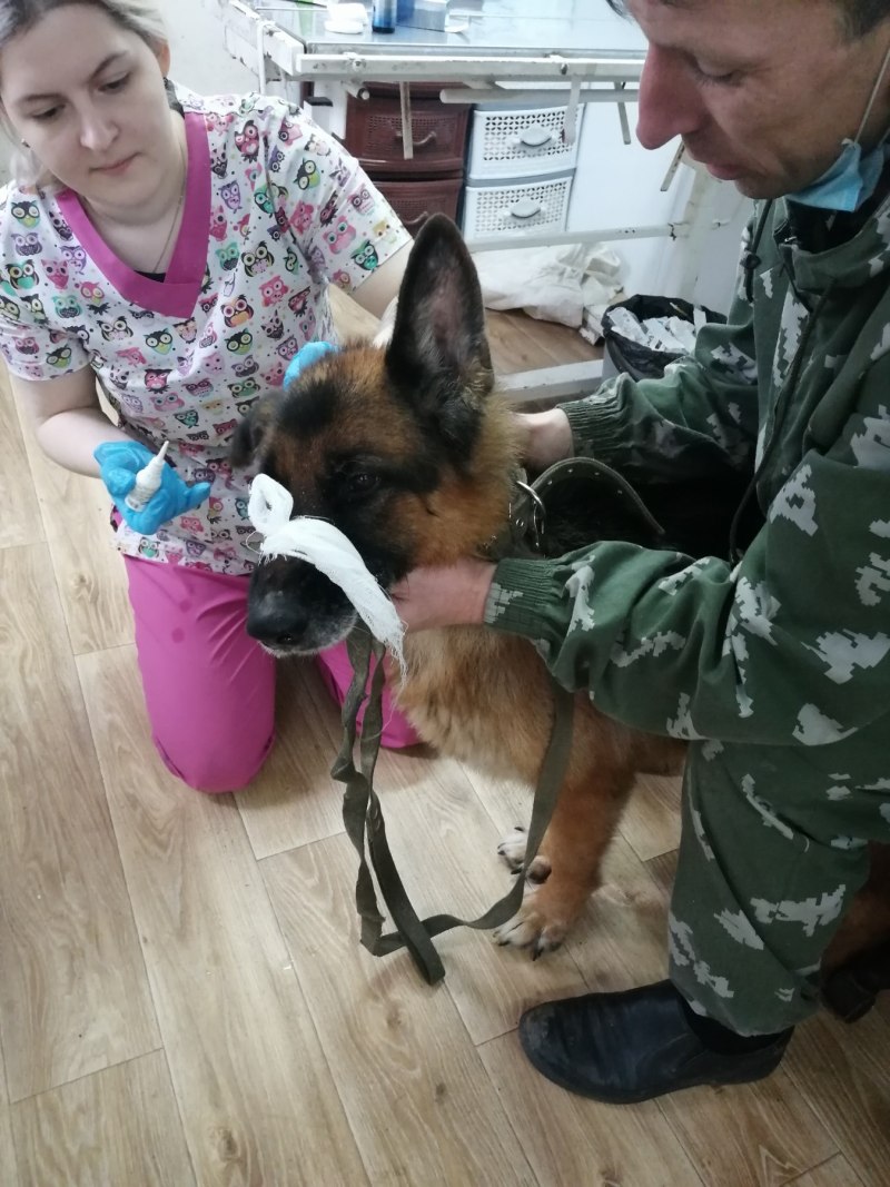 Залом ушей у немецкой овчарки