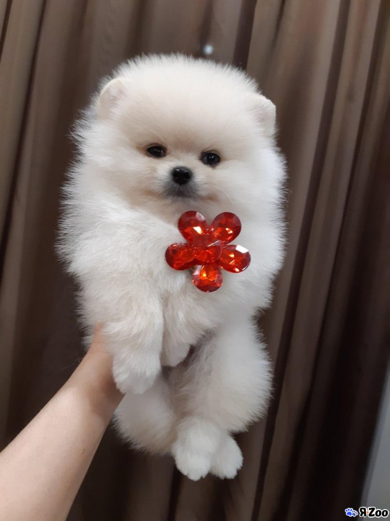 Померанский шпиц белый мини