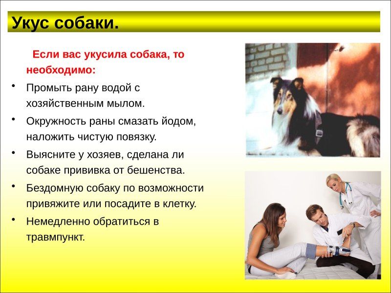 Если вас укусила собака