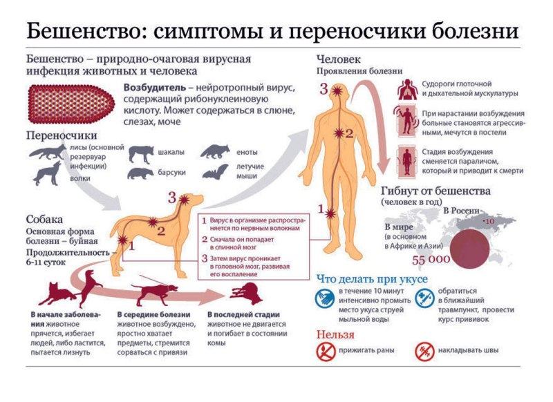 Собачка с перевязанной лапкой