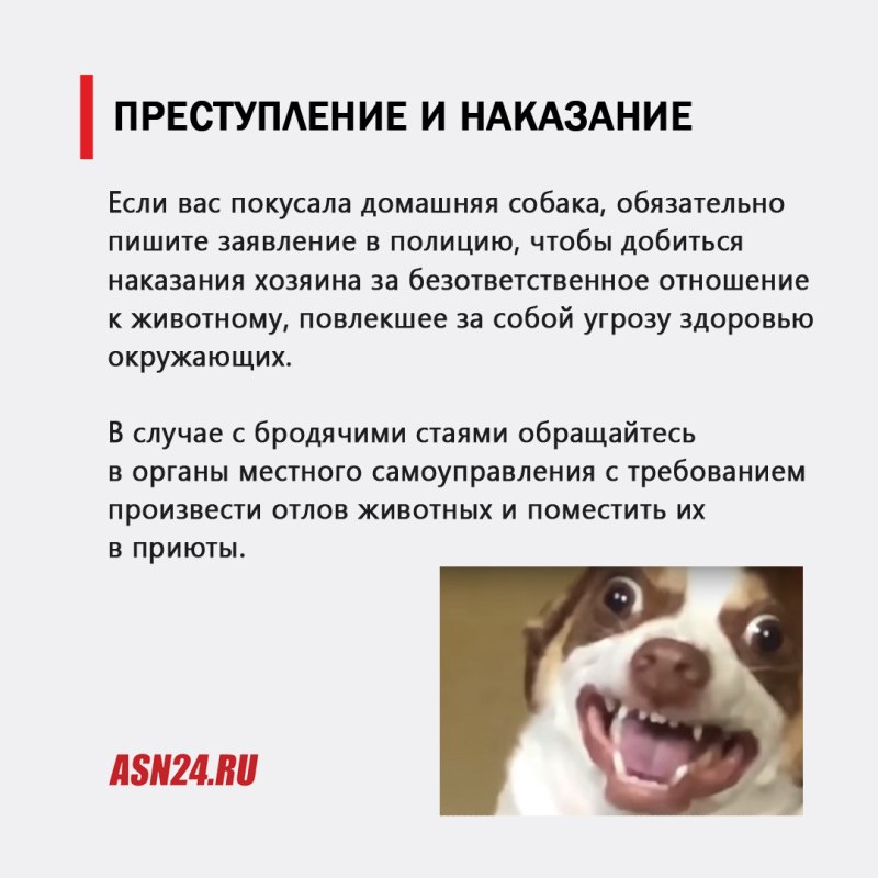 Заявление в полицию покусала собака