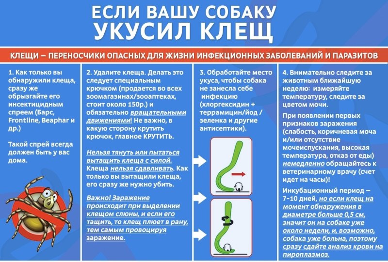 Профилактика бешенства у людей