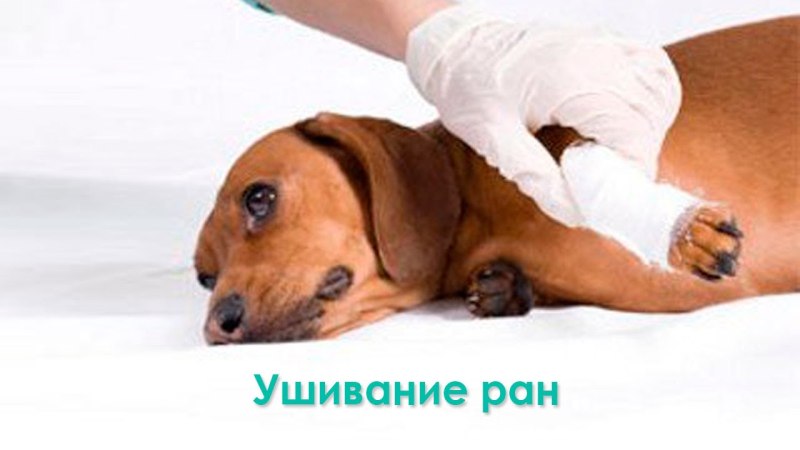 Что делать если укусила собака