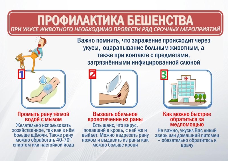 Осторожно бездомные собаки