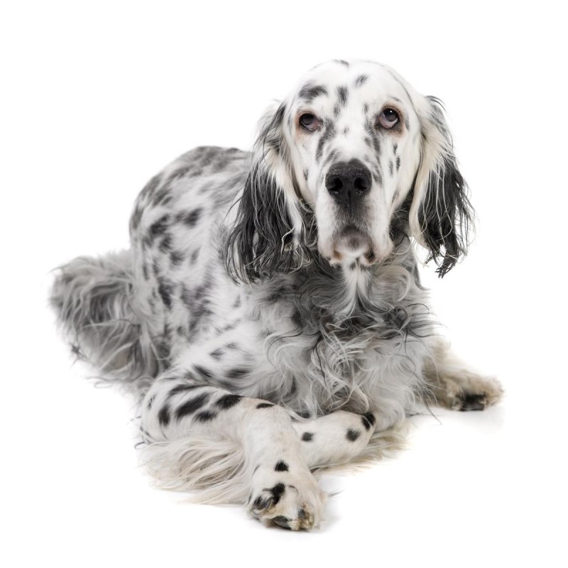 Английский сеттер Schleich