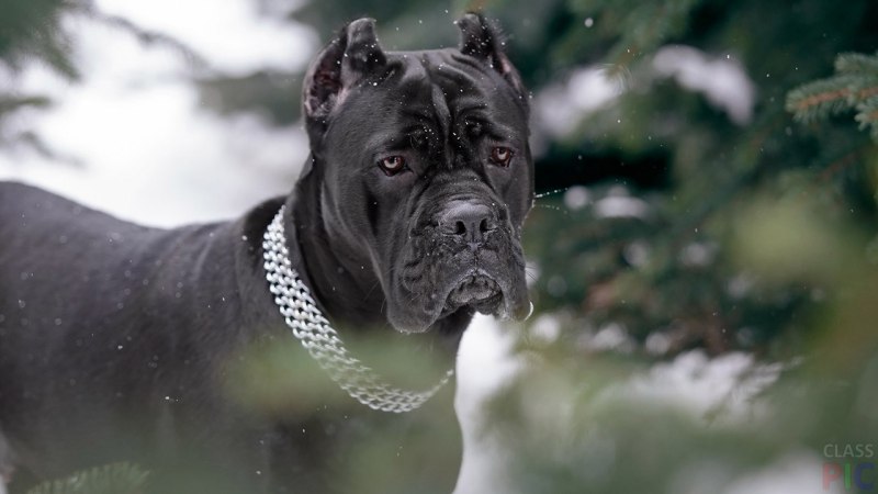 Кане Корсо (Cane Corso)