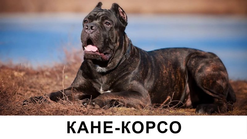 Корсо Комо