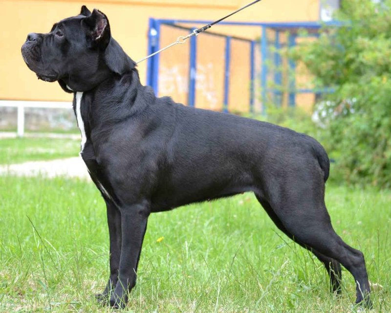 Кане Корсо