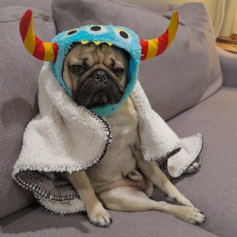 Смешной мопсик