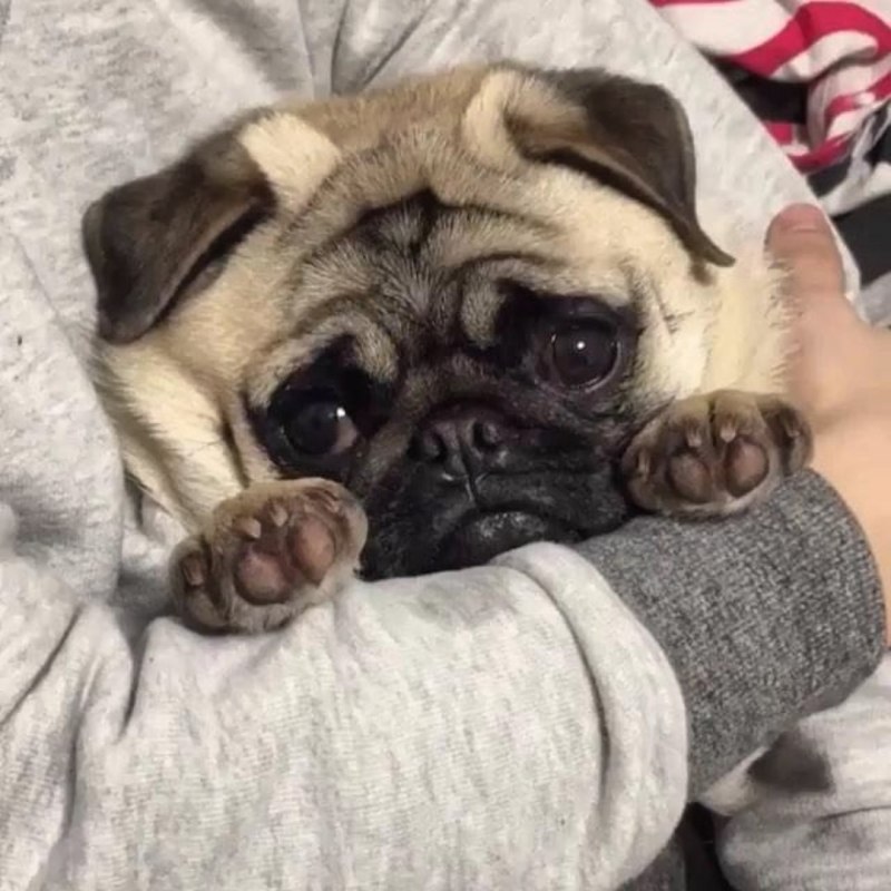 Клички для мопсов