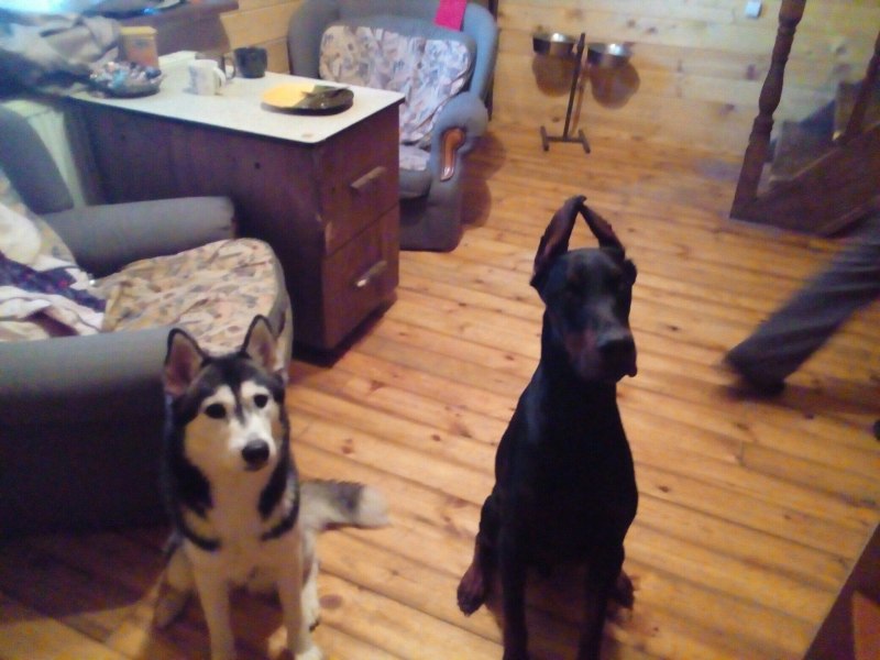 Doberman Pinscher 5 month