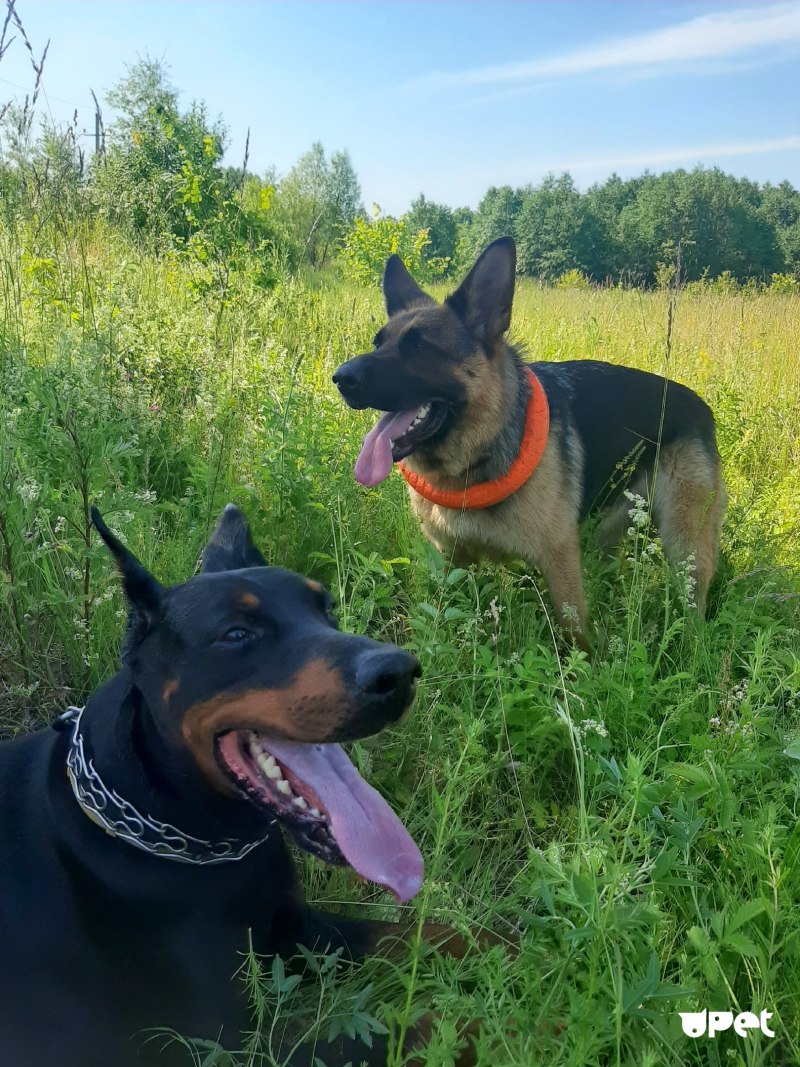 Doberman vs немецкая овчарка