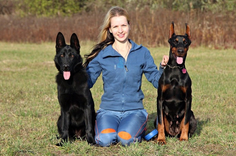 Doberman vs немецкая овчарка