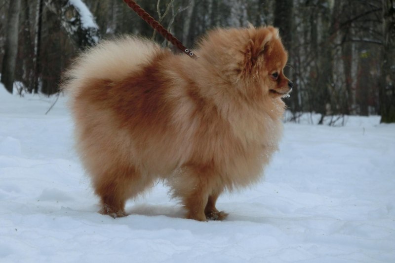 Немецкий шпиц средний вес