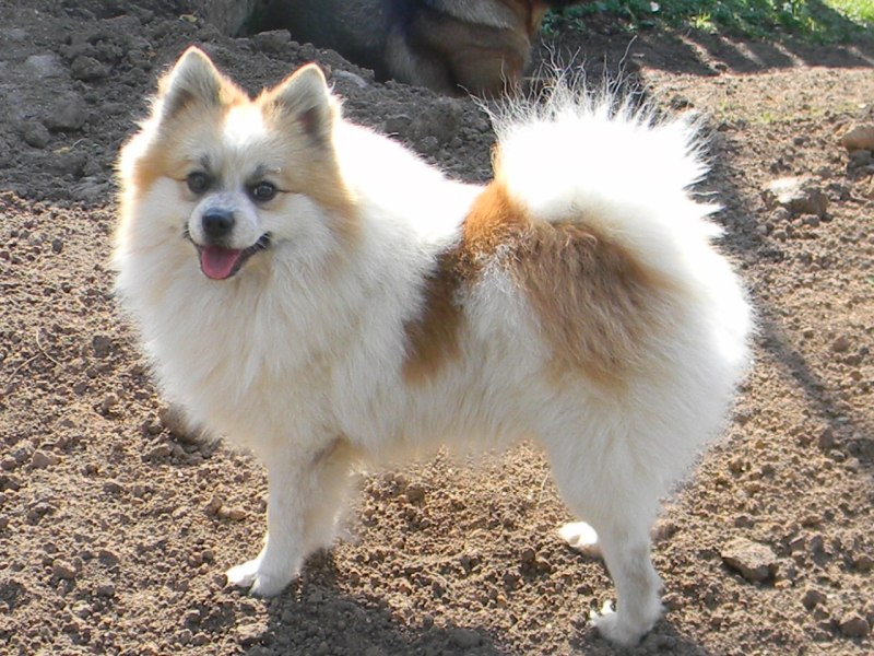 Средний шпиц Миттельшпиц