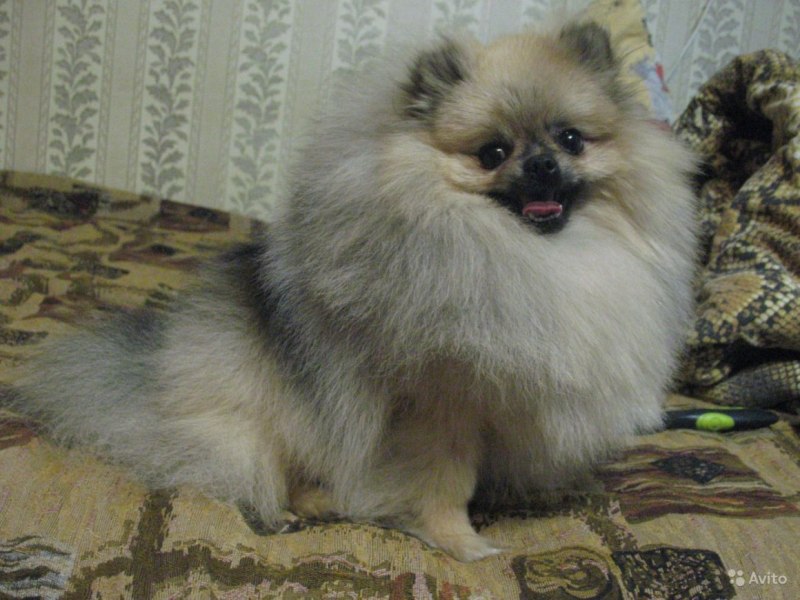 Немецкий шпиц