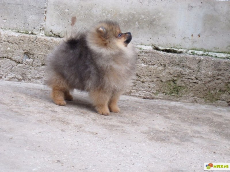 Немецкий шпиц оранж
