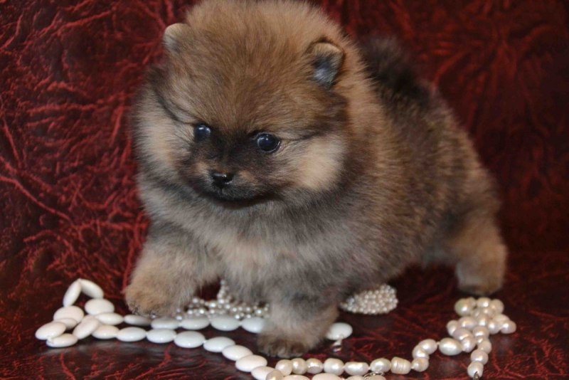 Red Sable шпиц