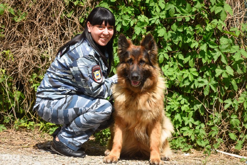 Немецкая овчарка кинолог