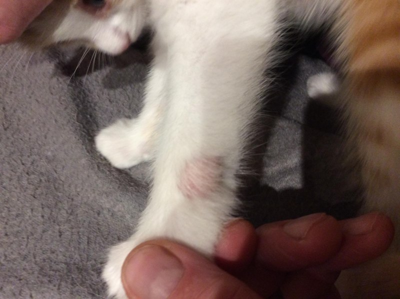 Стригущий лишай лишай у кошек