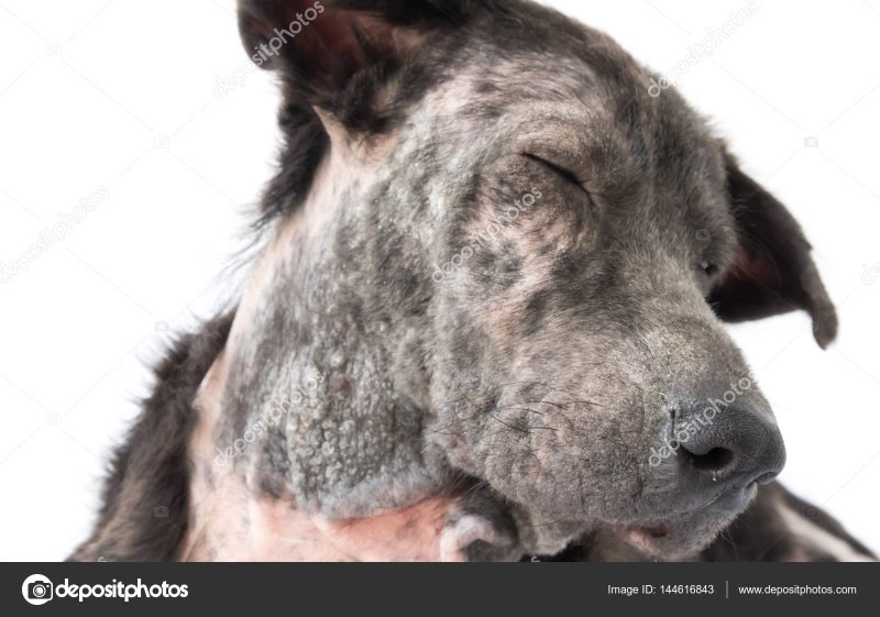 Кошачий отрубевидный лишай