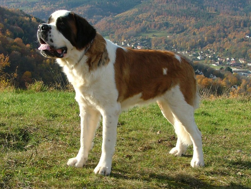 Длинношерстный Сенбернар