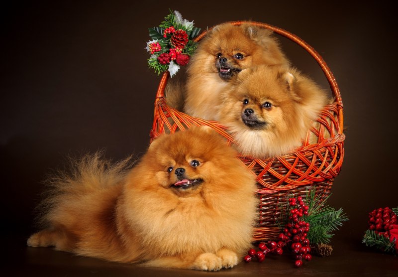 3 Померанских шпица