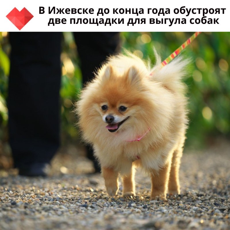 Померанский шпиц