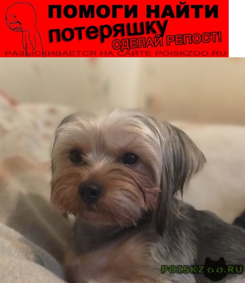 Вислоухий Йоркширский терьер