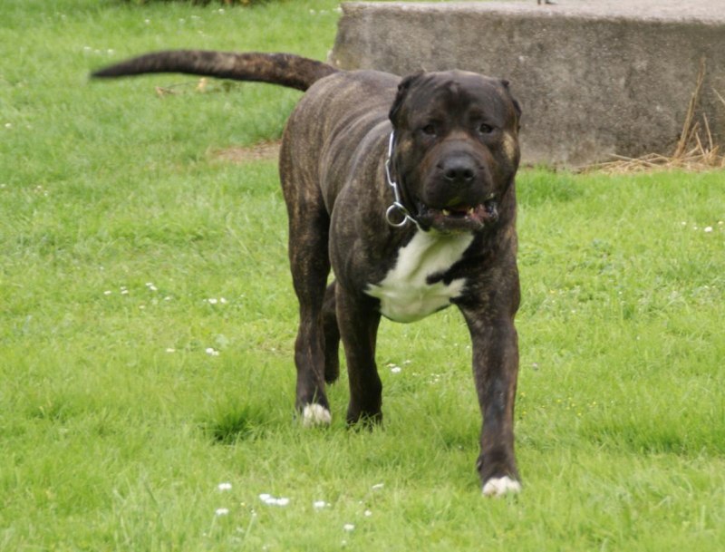 Преса Канарио / presa Canario (346) к