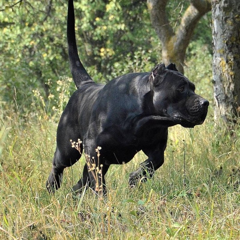 Преса Канарио Канарский дог presa Canario