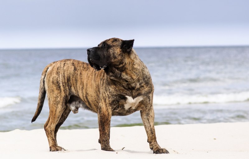 Presa Canario собачьи бои