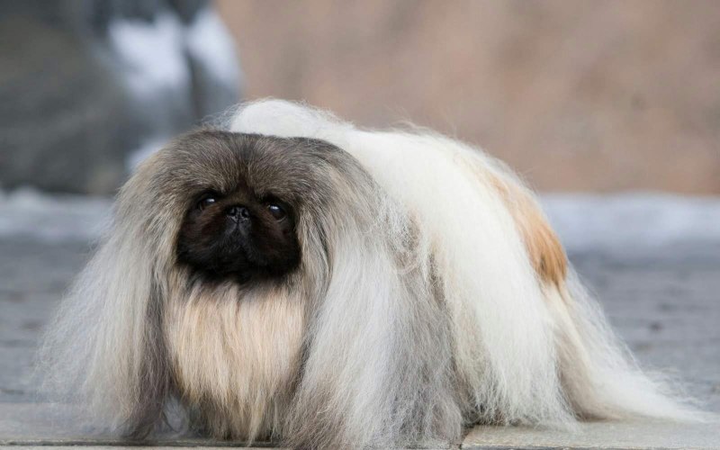 Королевский Пекинес