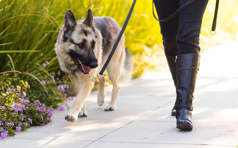 Knight Walking a Dog