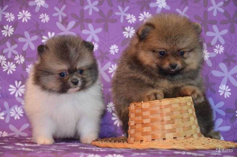 Померанский шпиц Boo