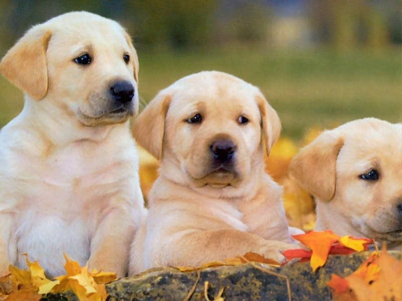 Лабрадор Retriever