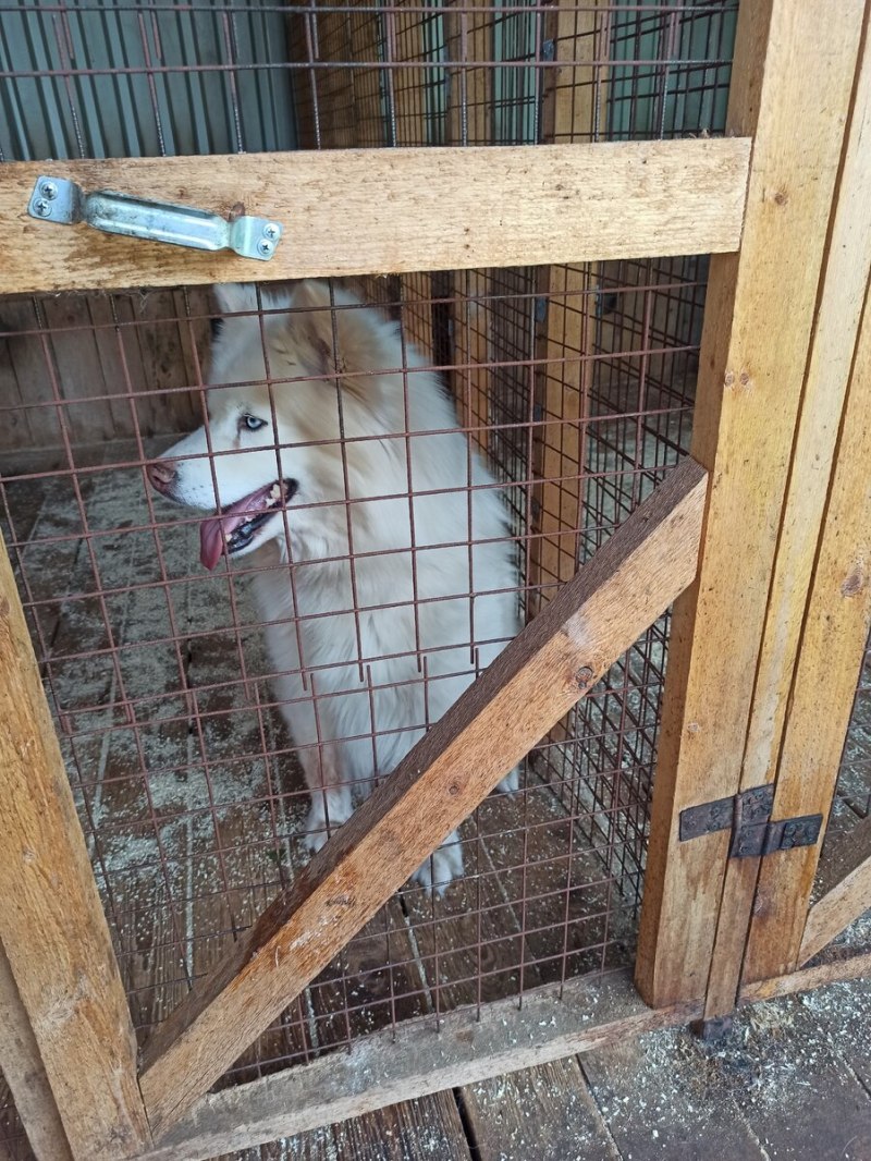 Питомник хаски вольеры