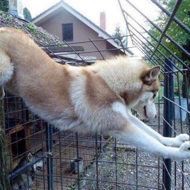 Вольер для ЗСЛ