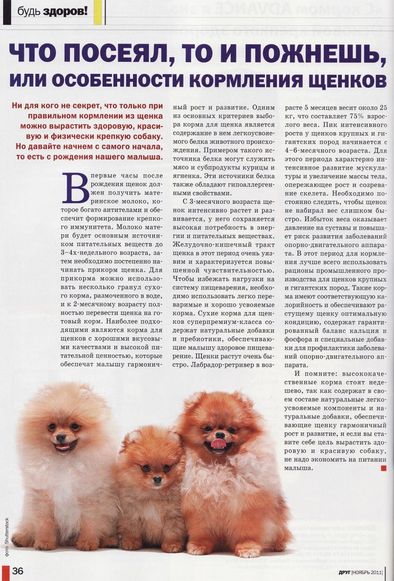 Миска для собак овчарки