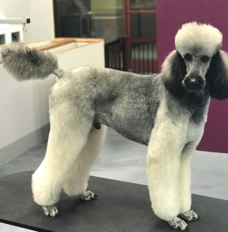 Королевский пудель стрижка Лев